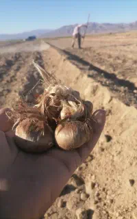 پیاز زعفران