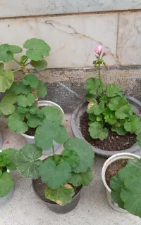 شمعدانی های زیبا