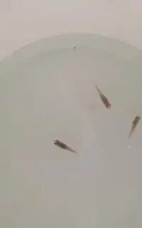 فروش گوپی