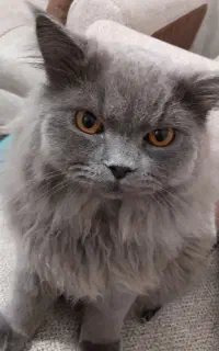 گربه نر
