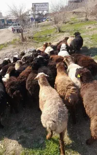 گوسفند زنده همراه با قصاب در تمام نقاط تهران
