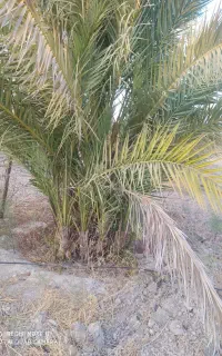 نخل زاهدی (قصب) ثمری همراه پاجوش
