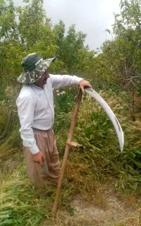 کاره علف زنی کردو جینی وکوجه جینی