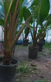 گل بابا آدم