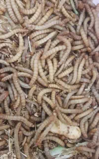 کرم میلورم زنده