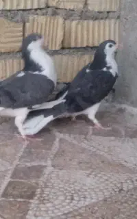 کبوتر