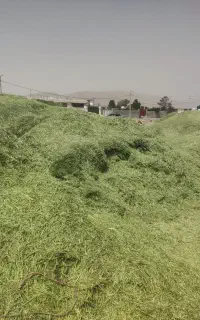 فروش یونجه کوفته.کاه گندم و جو.