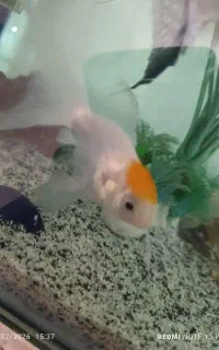 یک عدد ماهی گولدفیش لجن خار
