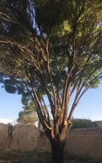 خرید انواع چوب