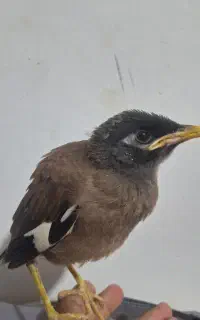 مرغ مینا