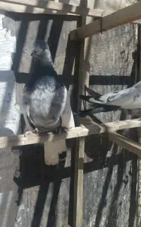 کبوتر دم آبی