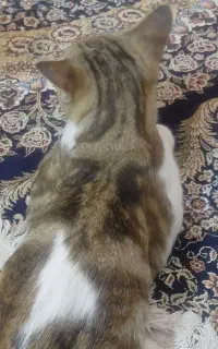 گربه خانگی برای سر پرستی