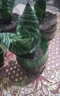 گل سانسور پایه کوتاه