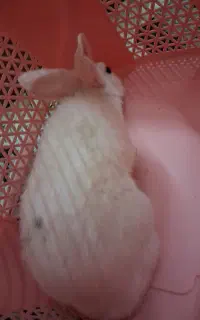 خرگوش