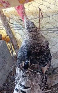 بوقلمون نر