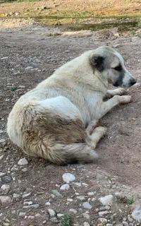 سگ ماده افغان