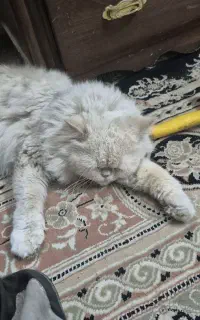 گربه گمشده