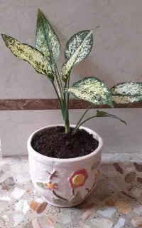 گل اگلونما برفی
