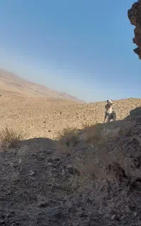 توله سگ گرین دنت