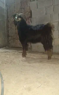 فروش کهره