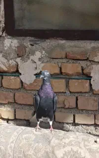 کبوتر دم سفید گم کردم