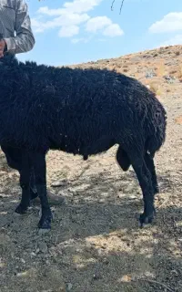 قوچ