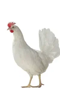 مرغ تخمگذار