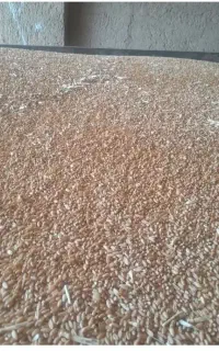 گندم فروشی
