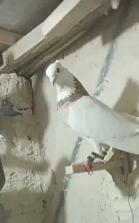 طوقی هفت رنگ