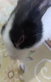 خرگوش