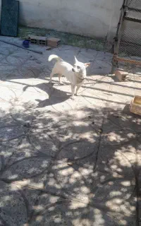 سگ پاکوتاه