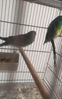 طوطی اوازه خان