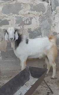 فروش سه عدد کهر نر بزرگ مخصوص قربانی