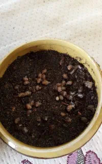 جوجه حلزون فروشی