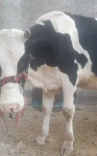 گاو یک ساله هولشتاین اصل