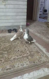 کبوتر بدرنگ شیرازی