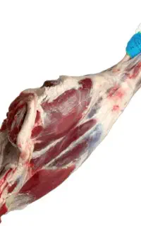 گوشت