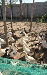اردک