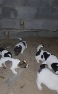 توله پاکوتاه