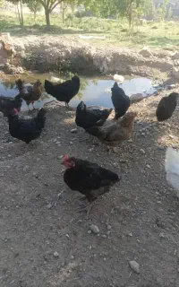 تعدادی مرغ محلی تخم گذار