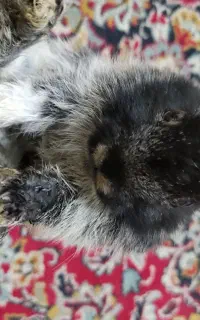 بچه خرگوش