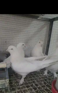کبوتر سفید گم شده
