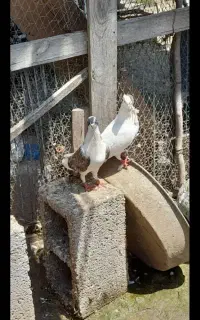 کبوتر خمام