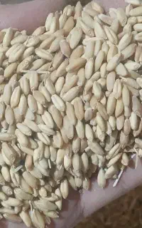 گندم آذر ۲
