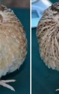 بلدرچین ماده
