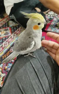 یک جفت عروس هلندی مولد