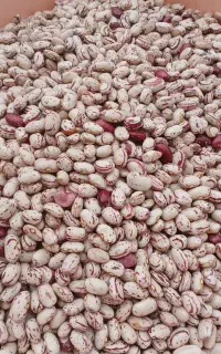 لوبیا چیتی 290 گردو 850