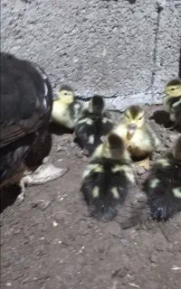 فروش جوجه اردک اسراعیلی