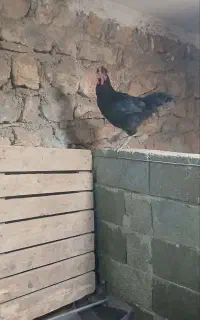 خروس