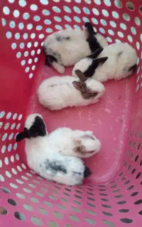 بچه خرگوش